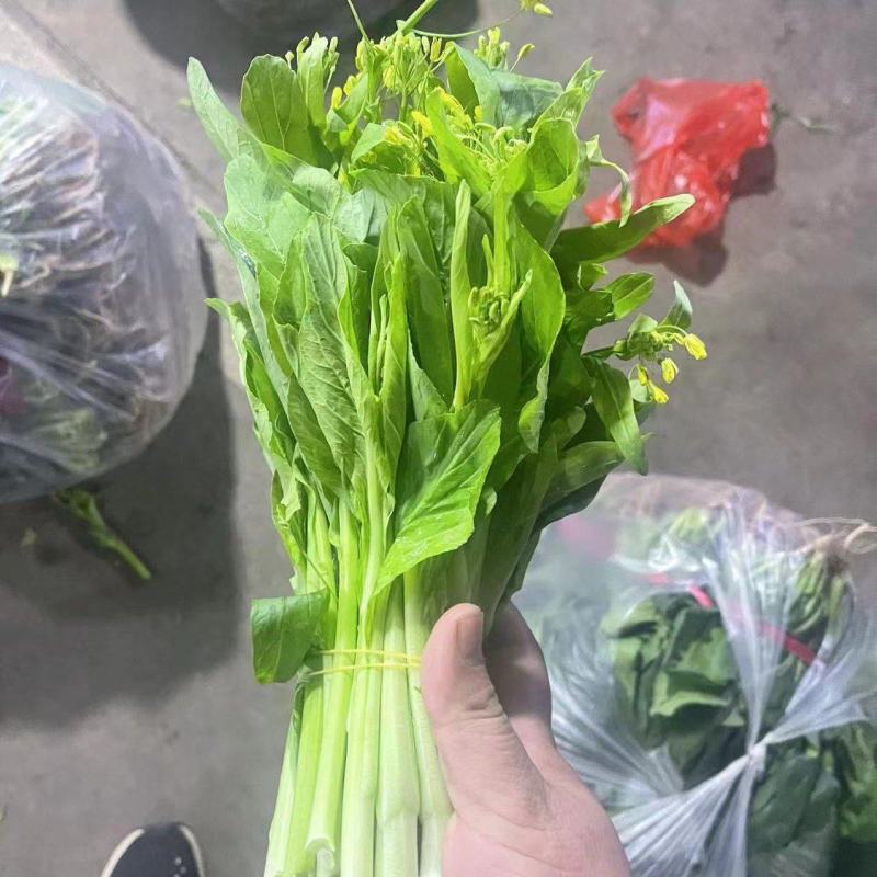 一手货源白菜苔货源充足对接全国市场量大从优欢迎洽谈