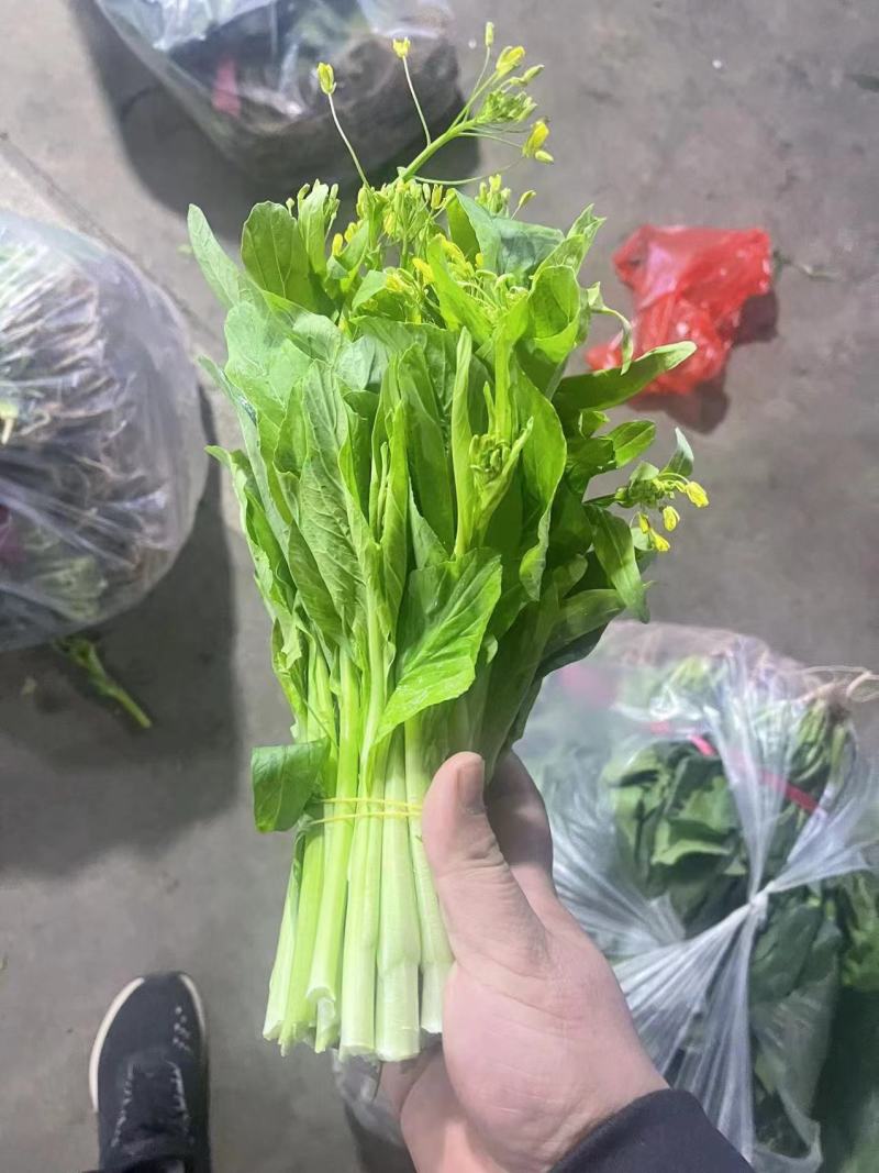 一手货源白菜苔货源充足对接全国市场量大从优欢迎洽谈