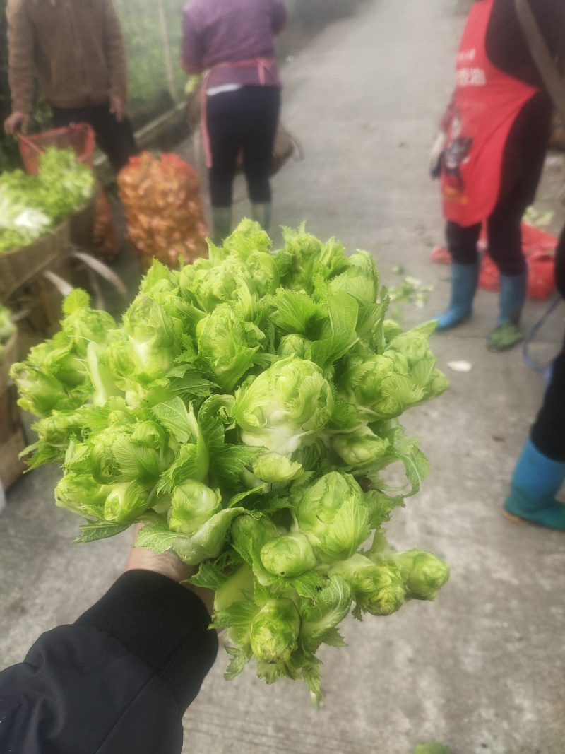 儿菜雅安芦山大量供应儿菜，现有大量货源，需要的联系。