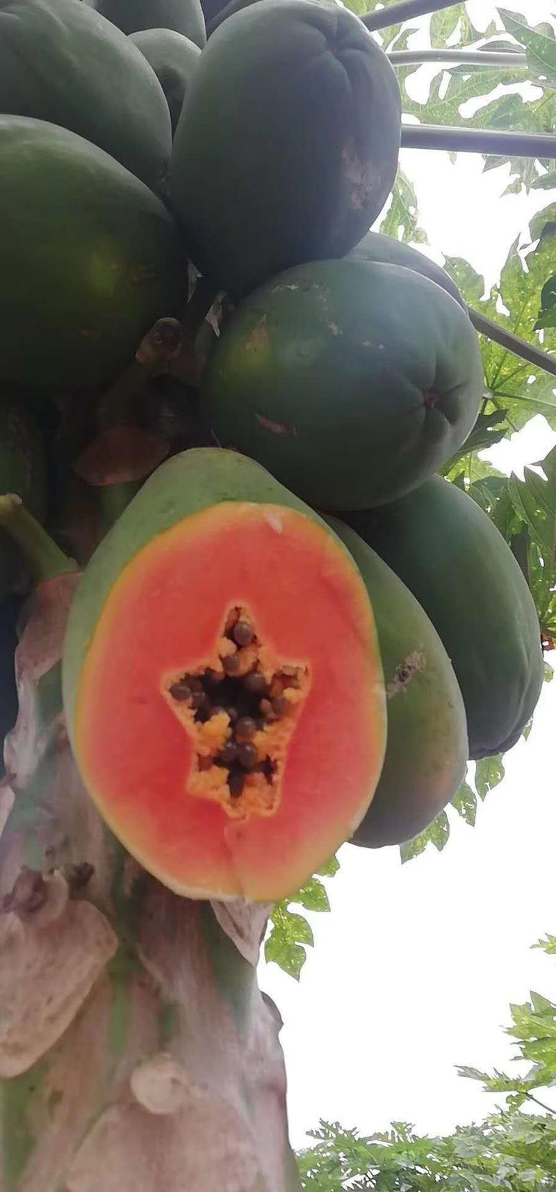 【一件玳发】广西红心木瓜，专业水果电商供应链