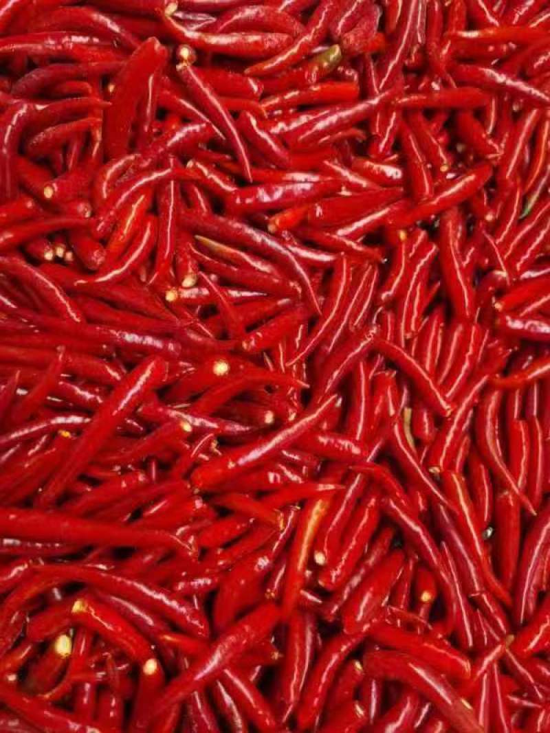辣椒鲜辣椒厂家发货货源充足现货现发价格优惠欢迎联系
