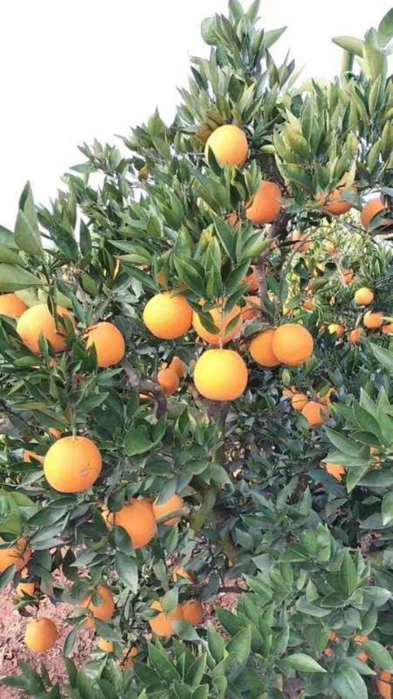 四川金堂脐橙大量上市，可视频看货，规格多样，价格可谈