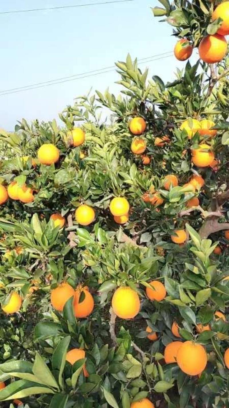 四川金堂脐橙大量上市，可视频看货，规格多样，价格可谈