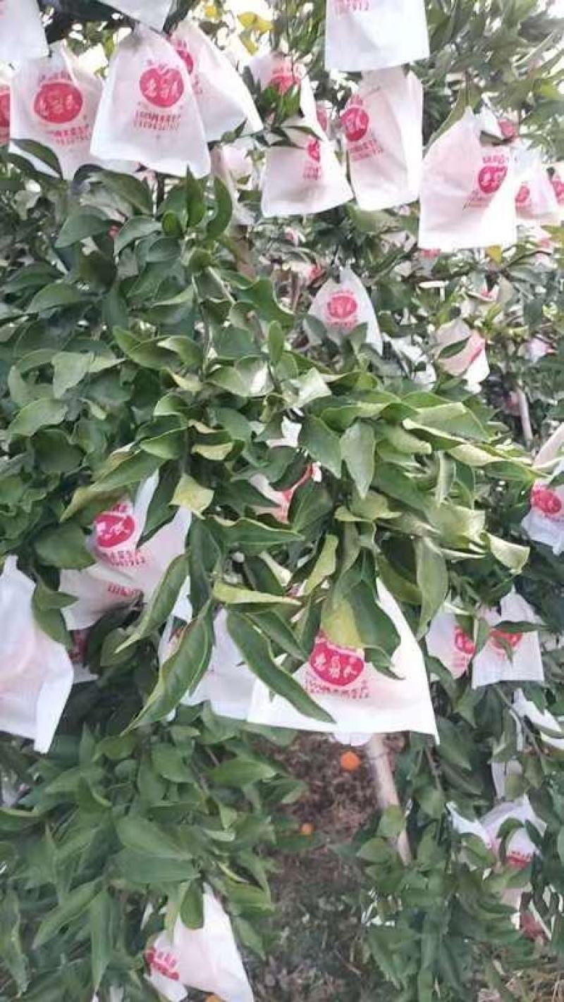 四川精品金堂脐橙，产地一手货源，新鲜保质，价格可谈欢迎来电