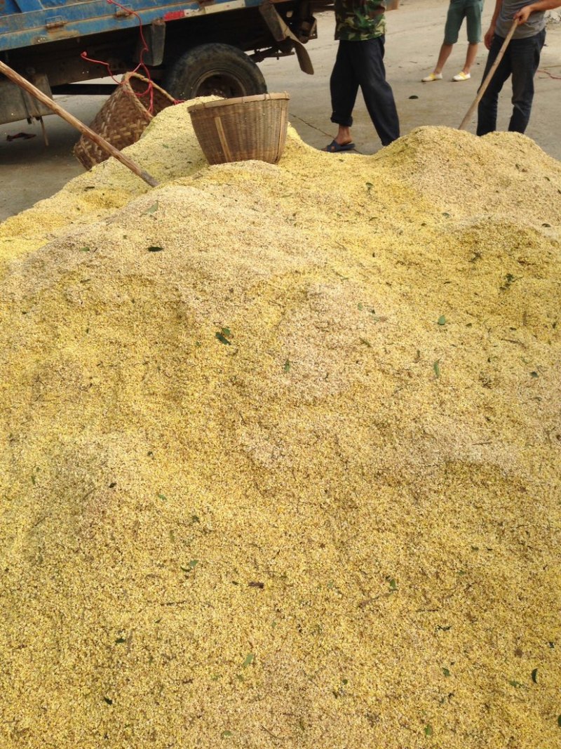 批发桂花之乡湖北省咸宁市干桂花微波桂花