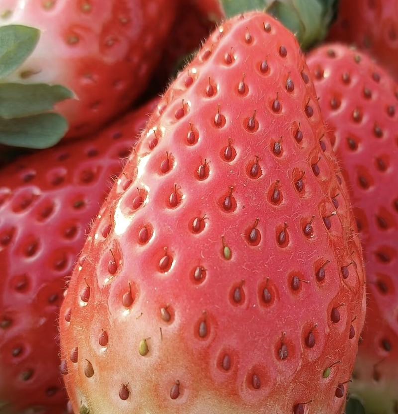 精品天仙醉草莓，大量上市，欢迎各界水果大佬前来采购
