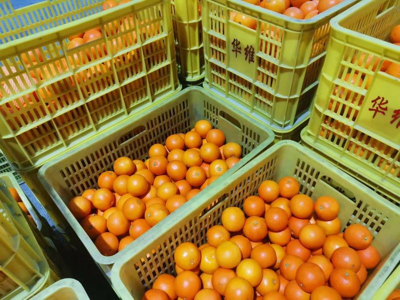 【一件玳发】纽荷尔脐橙，专业水果电商供应链