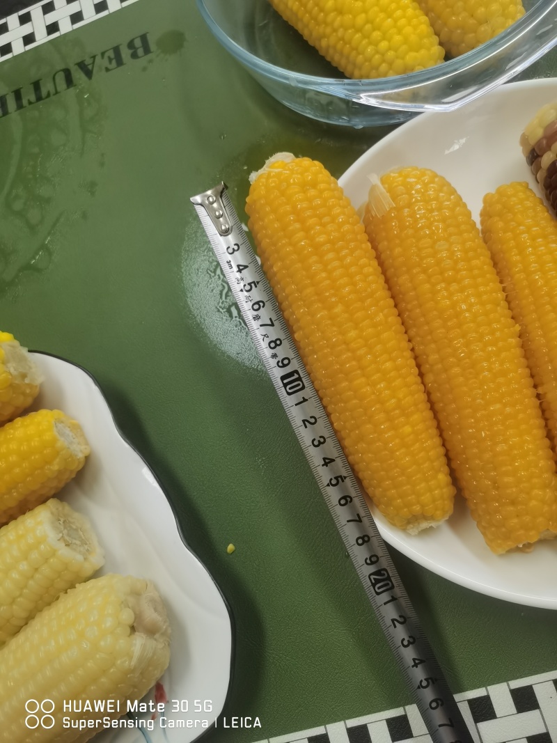 【正宗东北甜糯玉米】寒地黑土，粘粘糯糯！工厂直供
