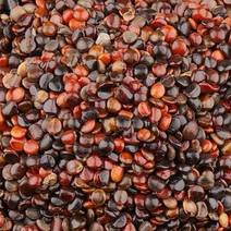 拐枣籽枳椇子籽中药材