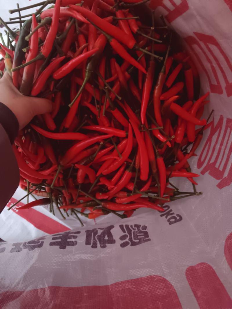 常年收购小米椒