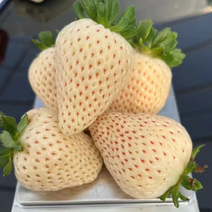 梦系列草莓苗种苗天使8号草莓苗种苗白草莓苗种苗