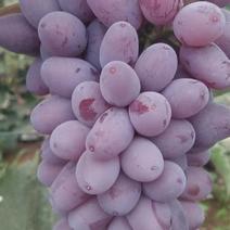 精品葡萄大量茉莉香葡萄上市货源充足量大从优欢迎咨询