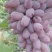 精品葡萄大量茉莉香葡萄上市货源充足量大从优欢迎咨询