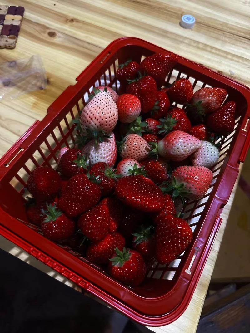 黑珍珠草莓苗真红美玲种苗玄玉草莓种苗包成活包纯
