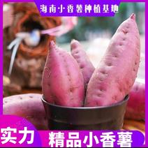 【小香薯】海南昌江县种植基地，量大从优欢迎订购