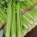 暖棚精品芹菜
