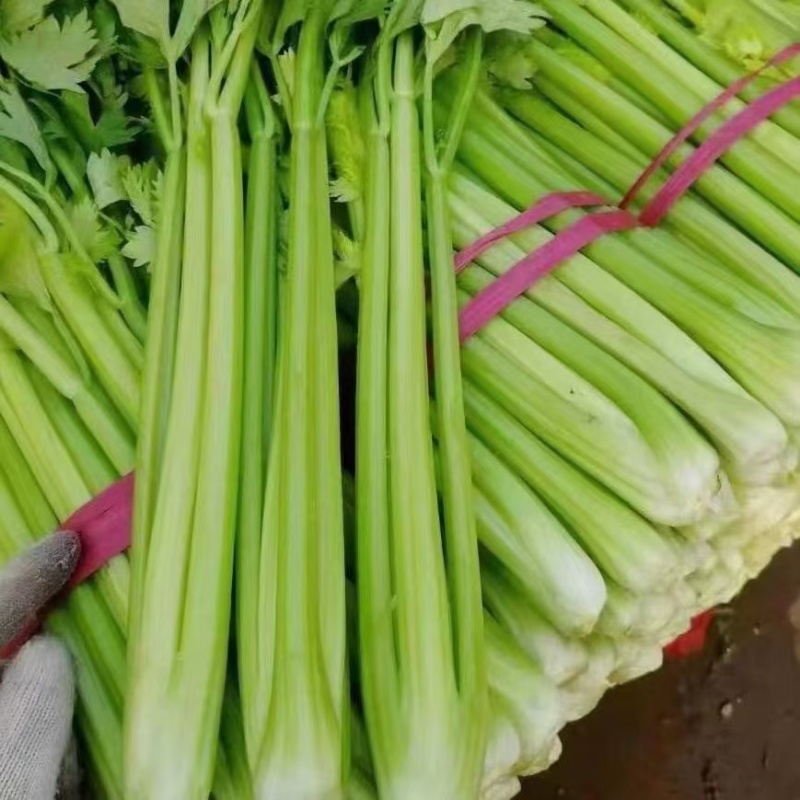 暖棚精品芹菜
