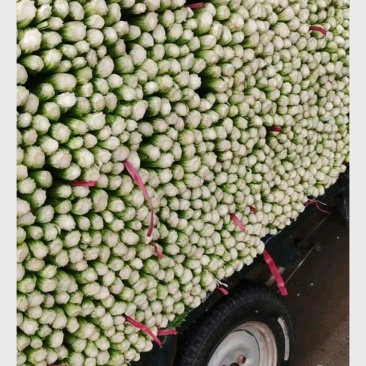 暖棚精品芹菜