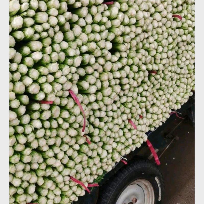 暖棚精品芹菜