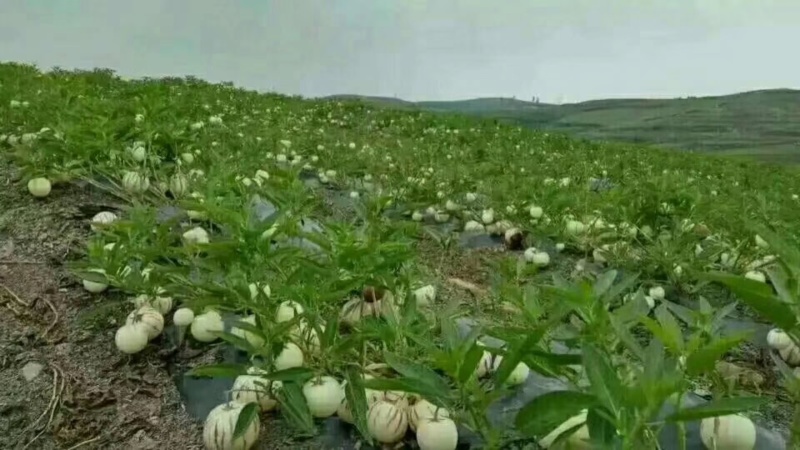 反季人参果，清甜多汁，水分特别多，电商，市场，团购，，谈