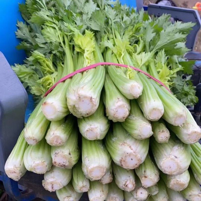 大棚中棵西芹大量现货需要的联系