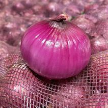 『一件玳发』紫皮洋葱，一件玳发