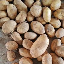 【荐】开封v7土豆黄心土豆个头均匀保质保量可对接商超市场