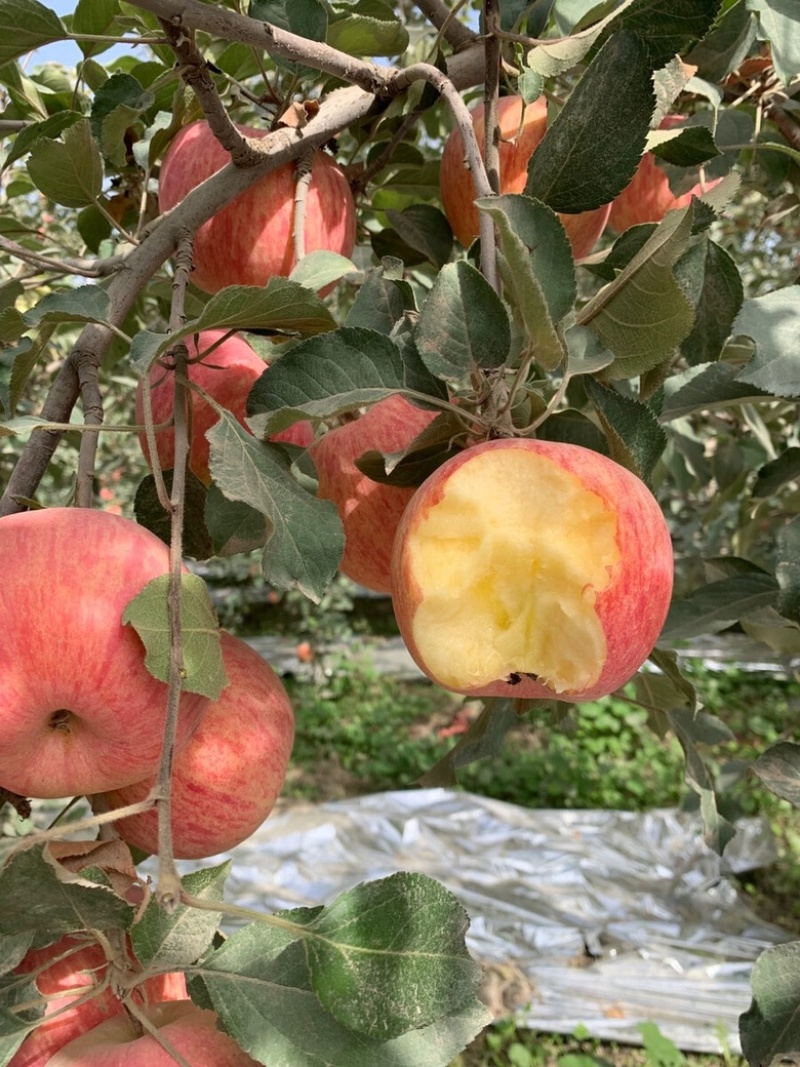 🔥新疆阿克苏冰糖心大量上市全国发货货到付款