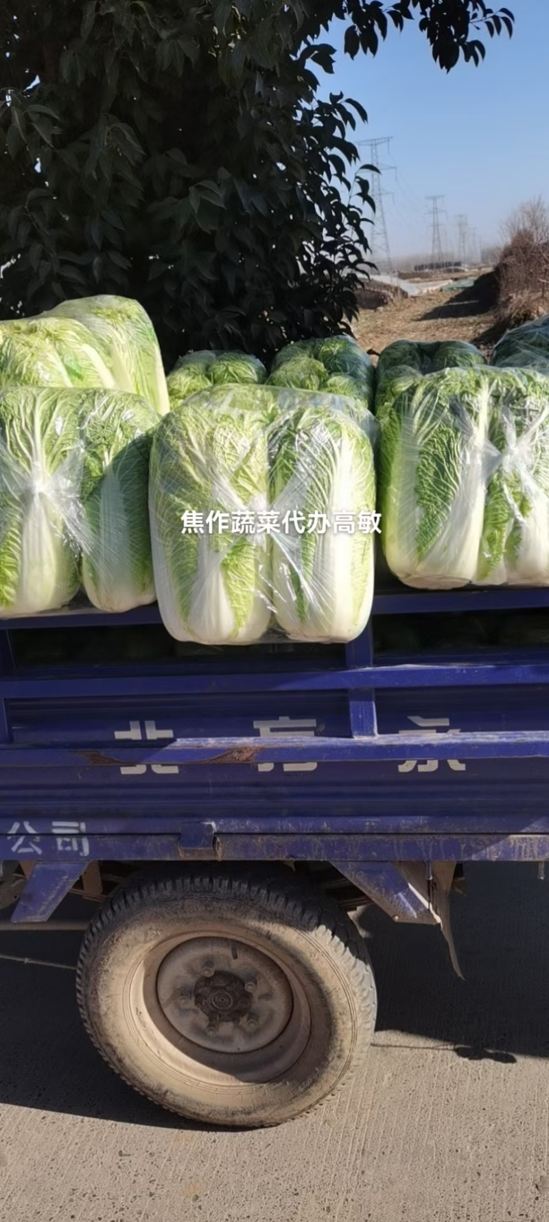 河南焦作新北京三号大白菜单颗4-6斤基地直供货源充