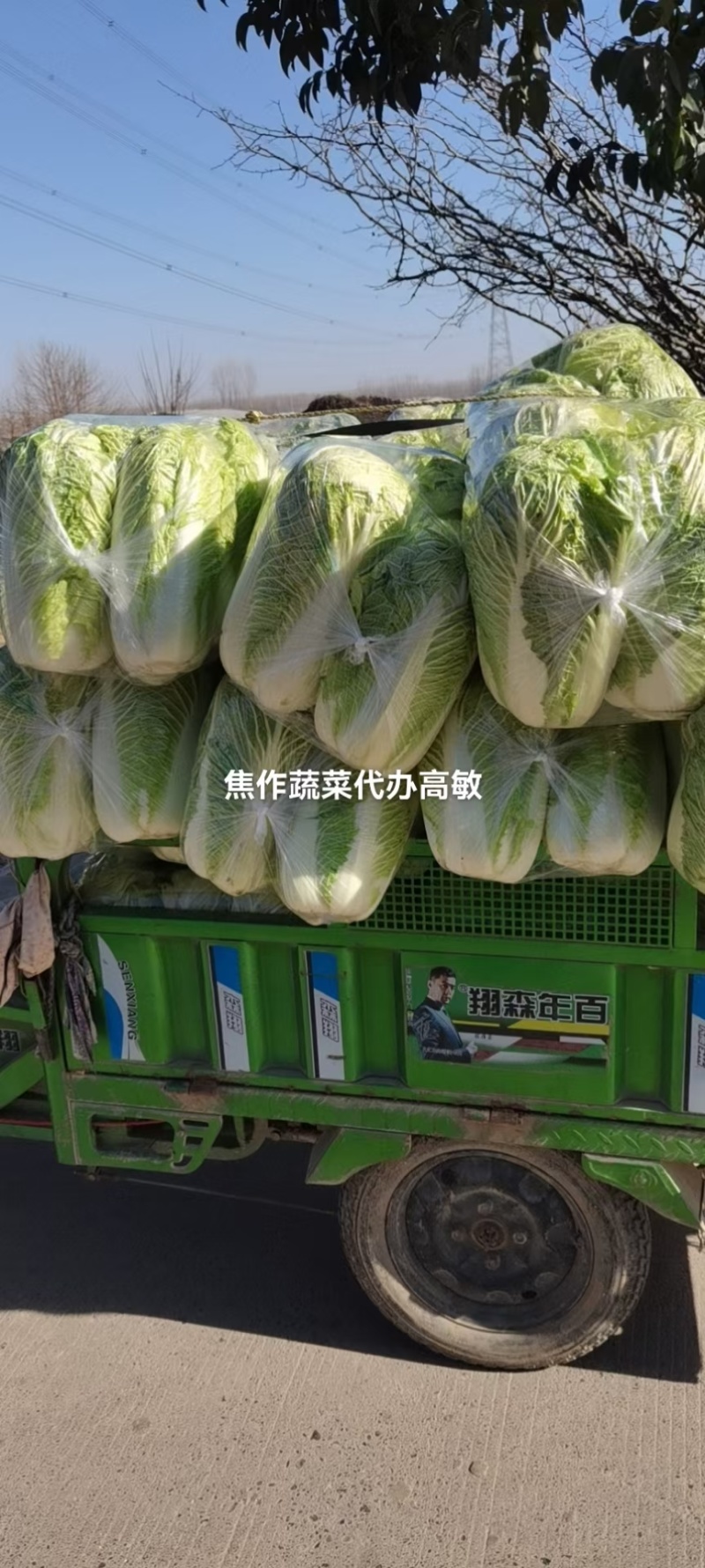 河南焦作新北京三号大白菜单颗4-6斤基地直供货源充