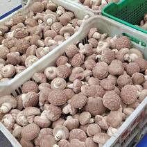 新乡市封丘县鲜香菇自产自销各种品质大量供应