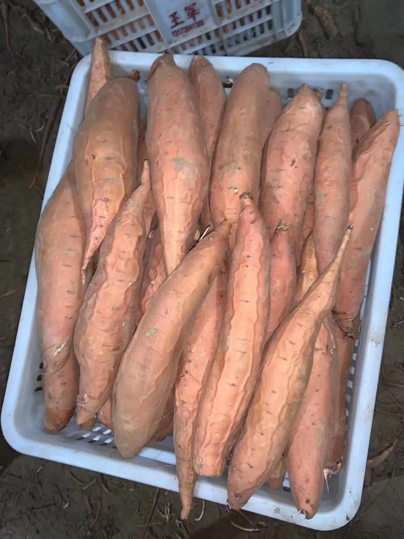 烟薯25河北精品烟薯产地直发货源充足诚信经营