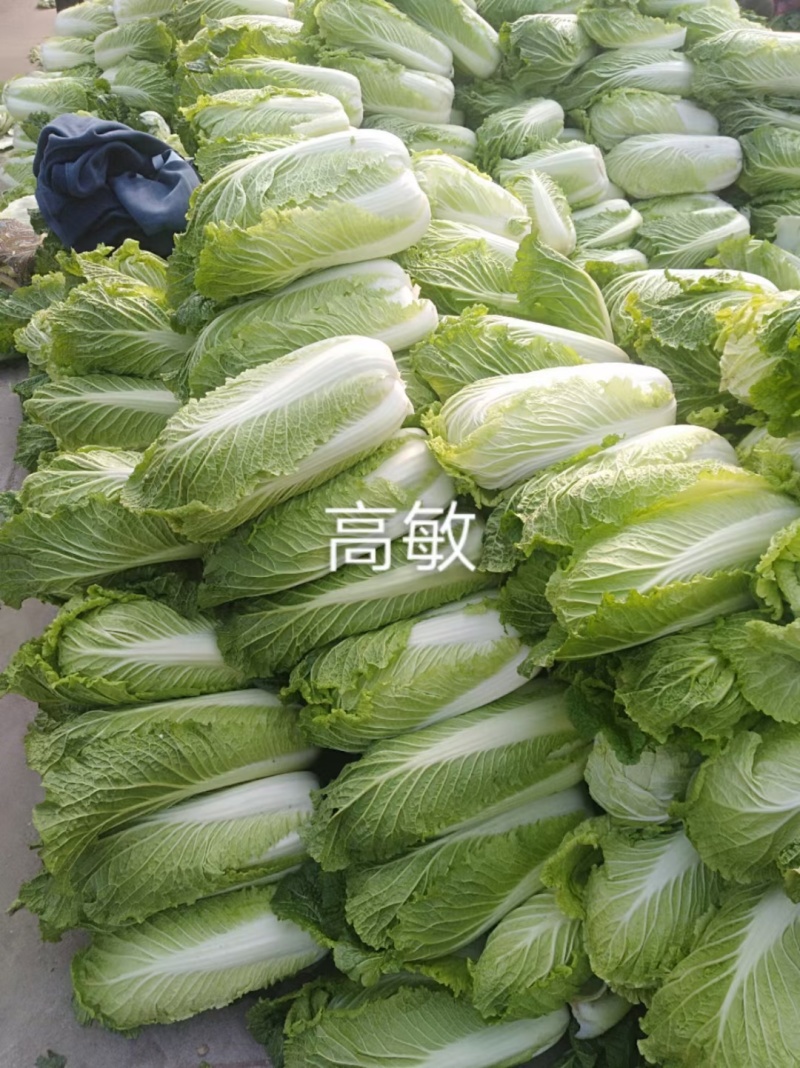 河南焦作新北京三号大白菜单颗4-6斤基地直供货源充