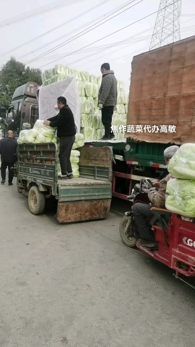 河南焦作新北京三号大白菜单颗4-6斤基地直供货源充