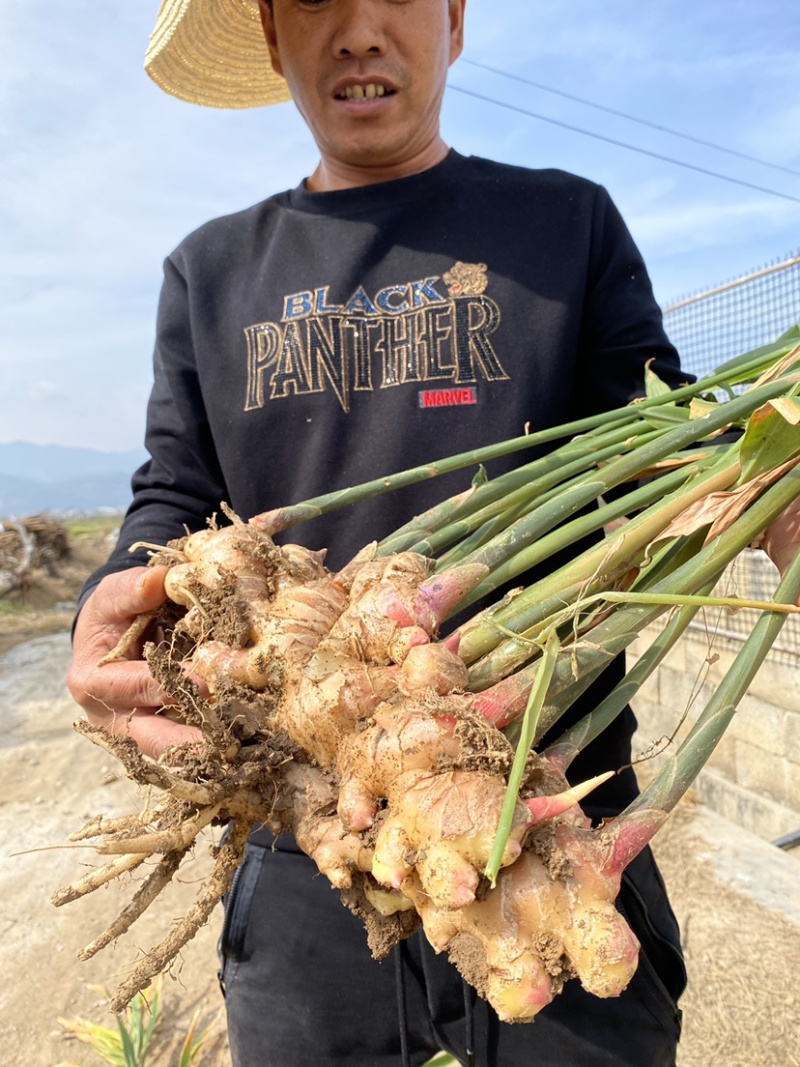 精品大黄姜大量上市