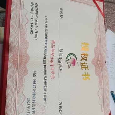 新品种桃树苗开始发货啦
