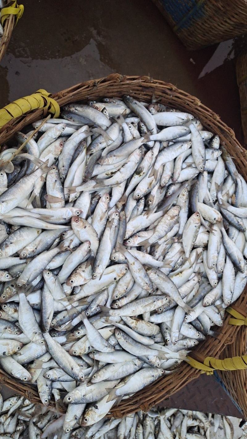 鱼肥鱼饲料