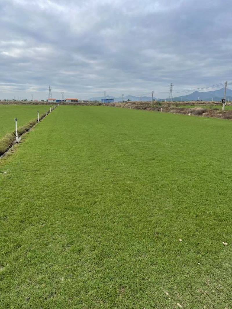 马尼拉草块草卷，广西玉林基地.