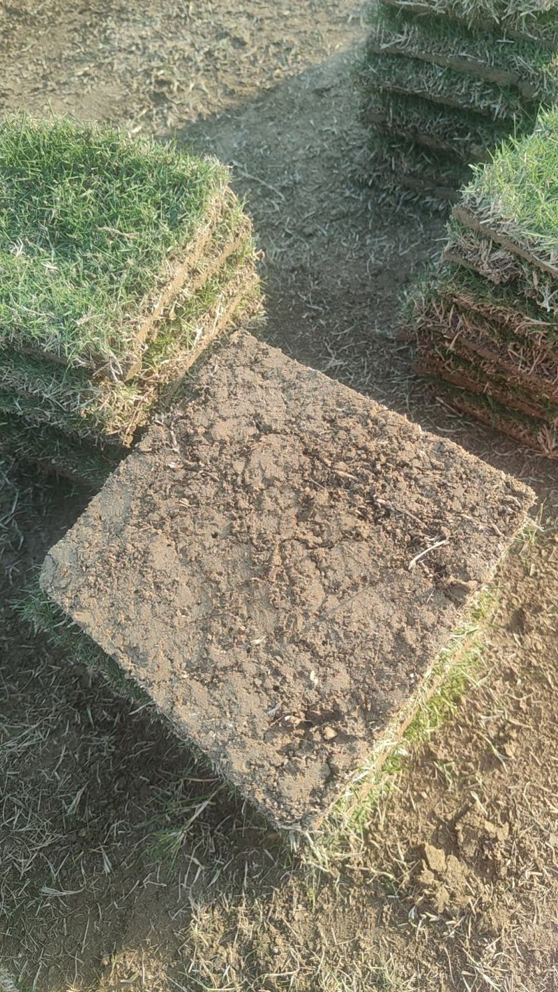 马尼拉草块草卷，广西玉林基地.