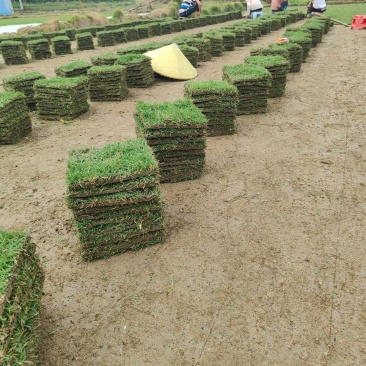 马尼拉草块草卷，广西玉林基地.