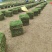 马尼拉草块草卷，广西玉林基地.
