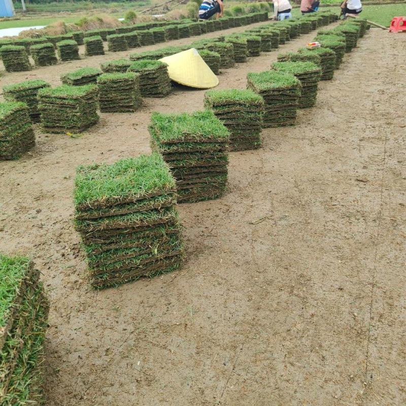 马尼拉草块草卷，广西玉林基地.