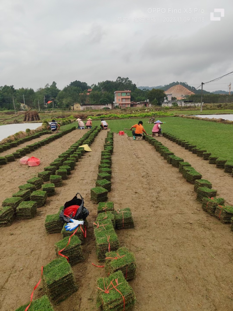 马尼拉草块草卷，广西玉林基地.