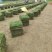 马尼拉草块草卷，广西玉林基地.