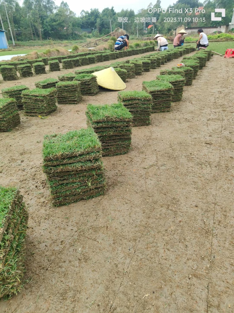马尼拉草块草卷，广西玉林基地.