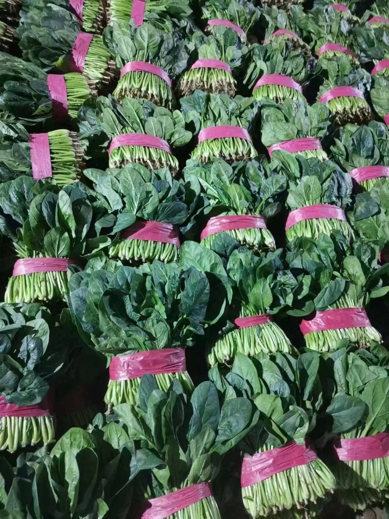 菠菜，山东聊城大叶菠菜精品，通货支持各种包装产地直发
