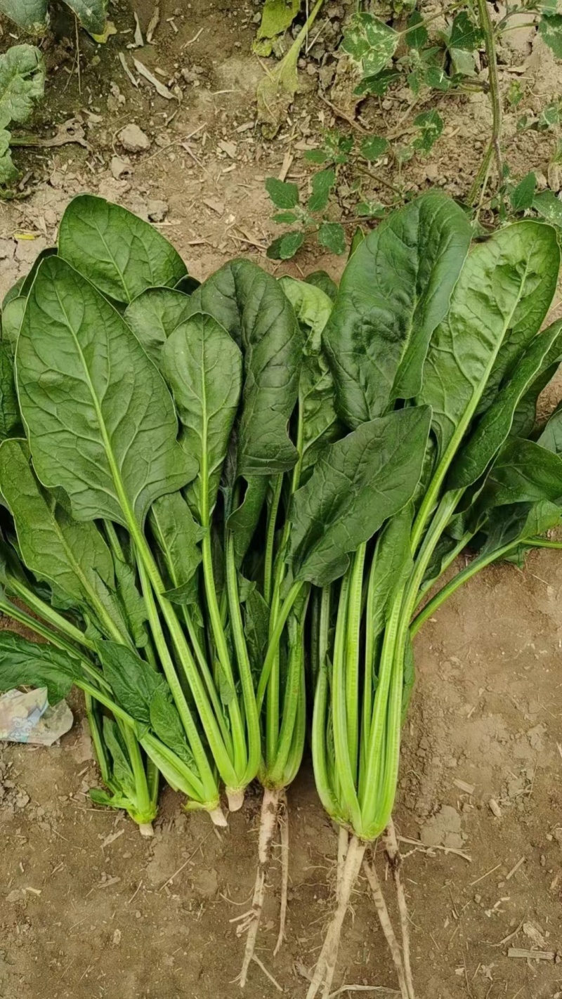 菠菜，山东聊城大叶菠菜精品，通货支持各种包装产地直发