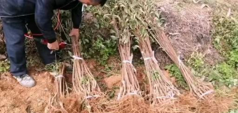 正宗蜂糖李子苗，李子树苗，蜂糖李苗，蜂糖李子树苗，