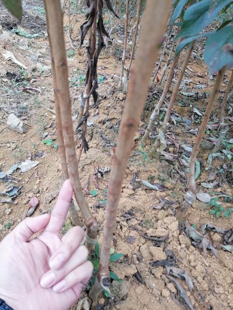 正宗蜂糖李子苗，李子树苗，蜂糖李苗，蜂糖李子树苗，