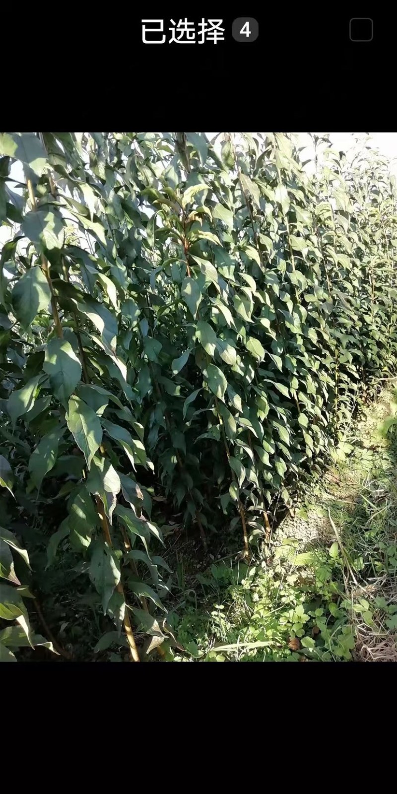 正宗蜂糖李子苗，李子树苗，蜂糖李苗，蜂糖李子树苗，
